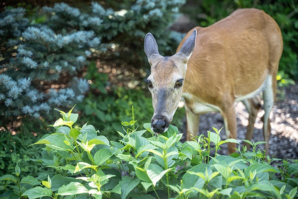 Keep Deer Out of the Garden