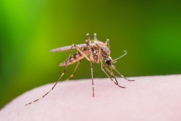 Mosquitoes: Not Just Biting Pests