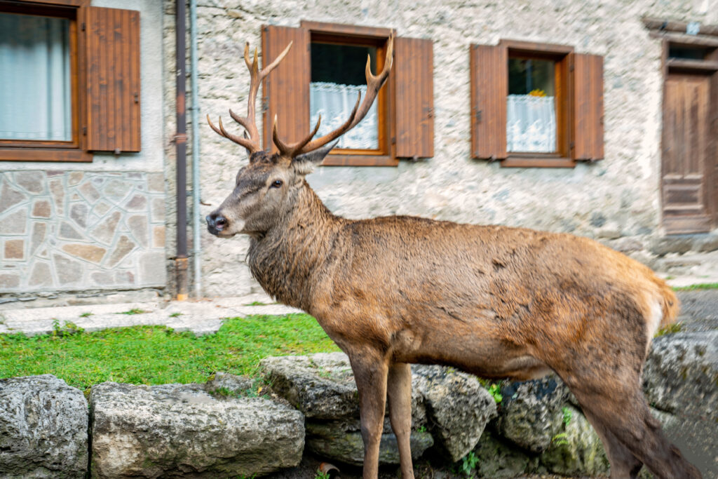 Cool Weather Critter Conflicts – image of a deer in a front yard