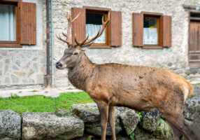 Cool Weather Critter Conflicts – image of a deer in a front yard